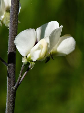 image of Baptisia albescens, Narrow-pod White Wild Indigo, Spiked Wild Indigo