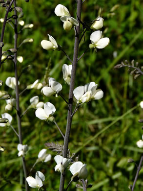 image of Baptisia albescens, Narrow-pod White Wild Indigo, Spiked Wild Indigo