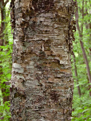 image of Betula alleghaniensis, Yellow Birch