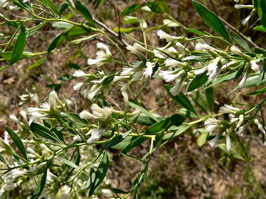 image of Baccharis halimifolia, Silverling, Groundsel-tree, Consumption-weed, Sea-myrtle