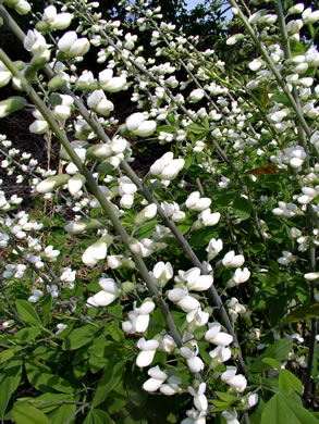flower of Baptisia leucantha, white wild indigo