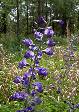 flower of Baptisia aberrans, Eastern Prairie Blue Wild Indigo, Glade Wild Indigo
