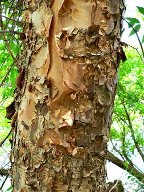 image of Betula nigra, River Birch, Red Birch