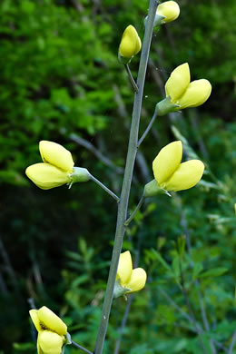 sepals or bracts of Baptisia tinctoria, Horsefly Weed, Yellow Wild Indigo, Yellow False-indigo, Rattleweed
