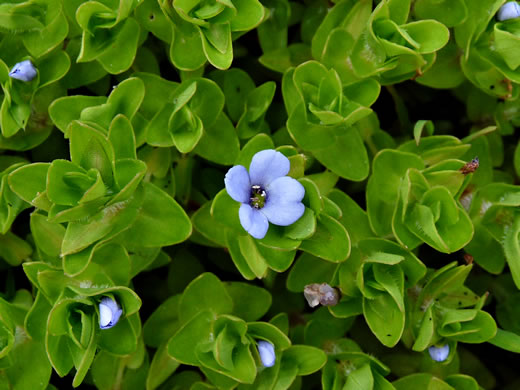 image of Bacopa caroliniana, Blue Water-hyssop, Sweet Water-hyssop, Carolina Water-hyssop, Lemon Bacopa