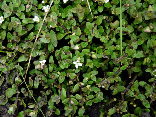 image of Bacopa innominata, Tropical Water-hyssop