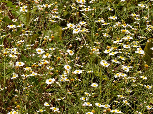 image of Boltonia asteroides var. glastifolia, Eastern Doll's-daisy, White Doll's-daisy, False Aster, Boltonia