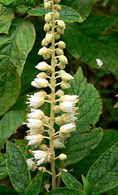 image of Clethra acuminata, Mountain Sweet-pepperbush, Cinnamonbark, Cinnamon Clethra, Mountain White-alder