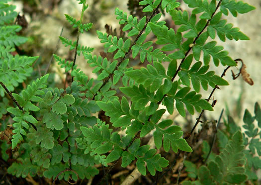 image of Myriopteris alabamensis, Alabama Lipfern, Smooth Lipfern