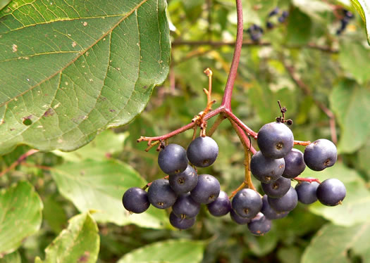 jævnt Stoop skøn NameThatPlant.net: berry images