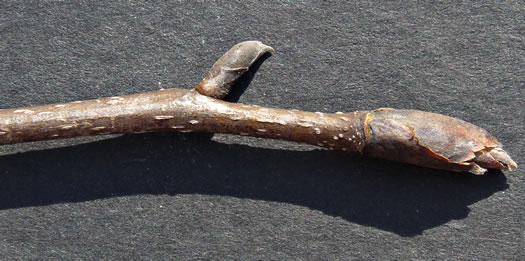 image of Carya carolinae-septentrionalis, Carolina Shagbark Hickory, Southern Shagbark Hickory, Carolina Hickory