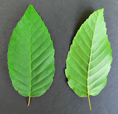 image of Carpinus caroliniana +, Musclewood, American Hornbeam, Blue-beech, Ironwood