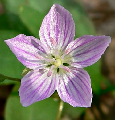 image of Claytonia caroliniana, Carolina Spring-beauty