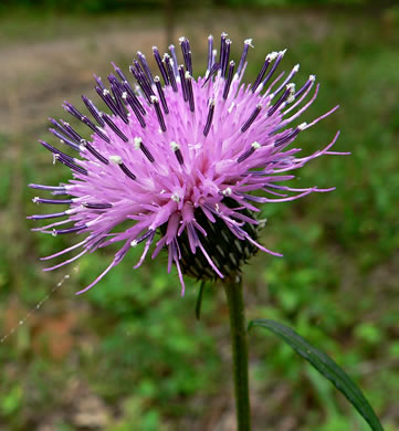 image of Cirsium carolinianum, Carolina Thistle, Spring Thistle, Soft Thistle, Prairie Thistle