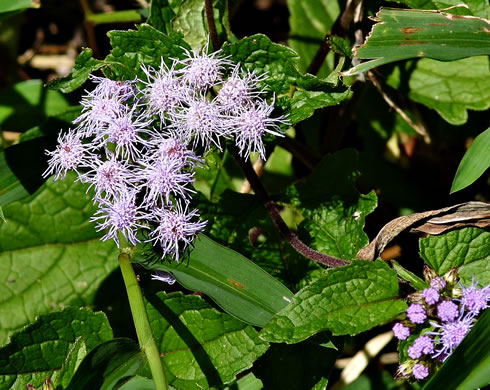 image of Conoclinium coelestinum, Mistflower, Wild Ageratum, Hardy Ageratum