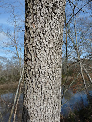 image of Benthamidia florida, Flowering Dogwood