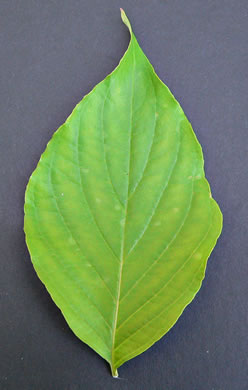 image of Benthamidia florida, Flowering Dogwood