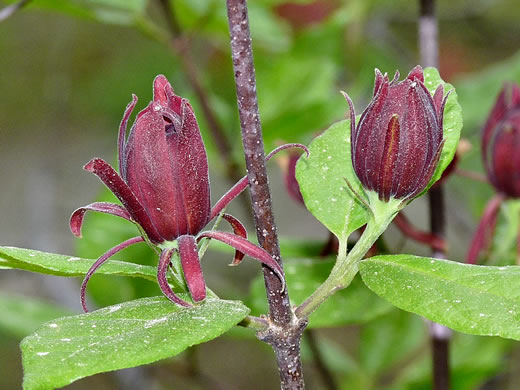 image of Calycanthus floridus, Sweetshrub, Carolina Allspice, Strawberry-shrub