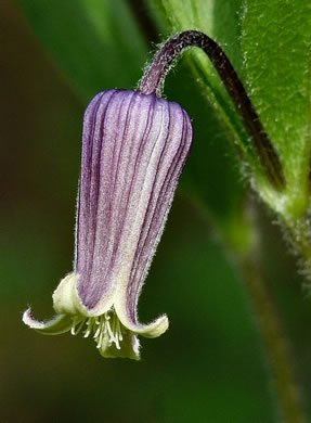 sepals or bracts of Clematis fremontii, Fremont's Leatherflower