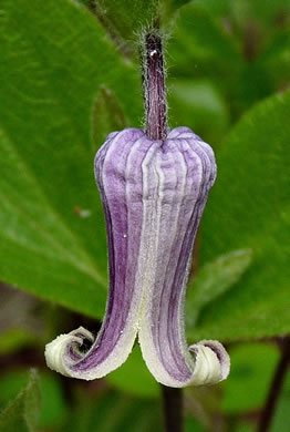 flower of Clematis fremontii, Fremont's Leatherflower