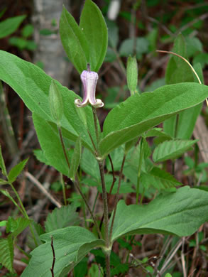 Clematis fremontii, Fremont's Leatherflower