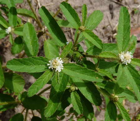 image of Croton glandulosus var. septentrionalis, Doveweed, Tooth-leaved Croton, Sand Croton, Northern Croton