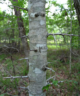 image of Crataegus iracunda var. iracunda, Forest Hawthorn, Stolon-bearing Hawthorn