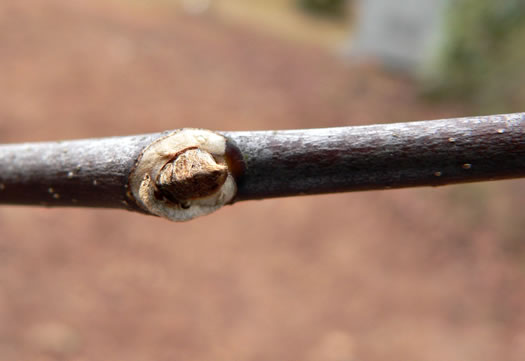 image of Cladrastis kentukea, Kentucky Yellowwood, Gopherwood