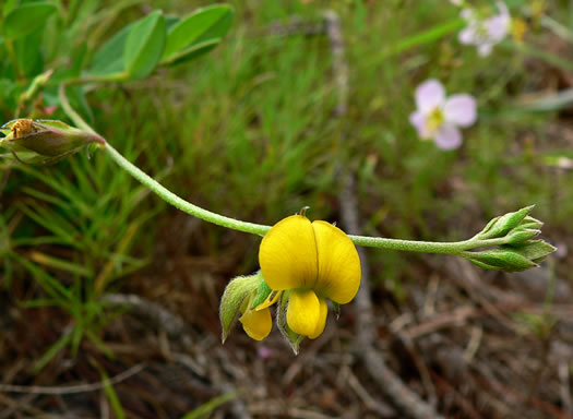 flower of Crotalaria maritima, Low Rattlebox, Rabbitbells