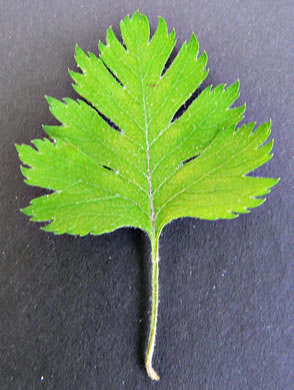 image of Crataegus marshallii, Parsley Hawthorn, Parsley Haw