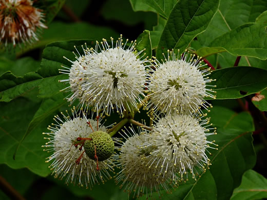 image of Cephalanthus occidentalis, Buttonbush