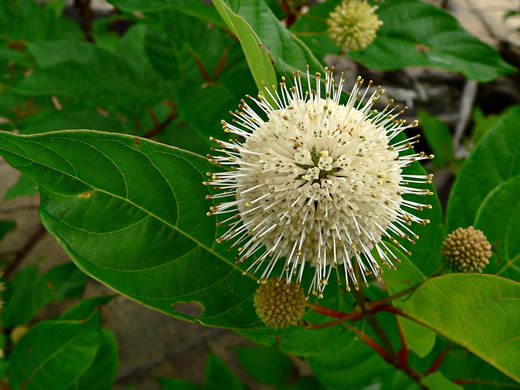 image of Cephalanthus occidentalis, Buttonbush