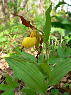 image of Cypripedium parviflorum var. parviflorum, Small Yellow Lady's Slipper