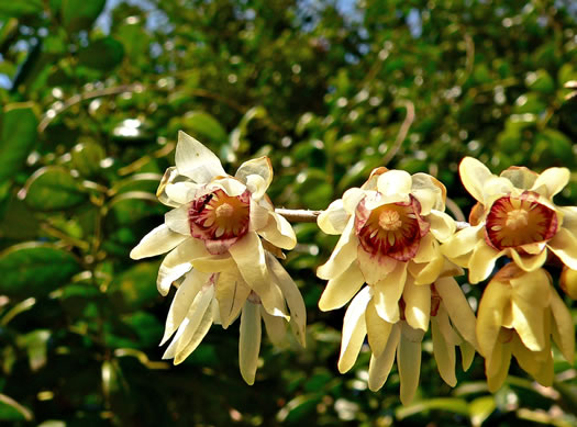 image of Chimonanthus praecox, Wintersweet