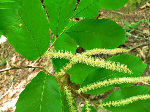 image of Castanea pumila, Common Chinquapin, Chinkapin, Allegheny Chinquapin