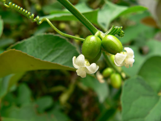 image of Cayaponia quinqueloba, Five-lobed Cucumber, Melon-leaf Cucumber