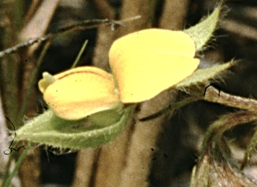 flower of Crotalaria sagittalis, Arrowhead Rattlebox