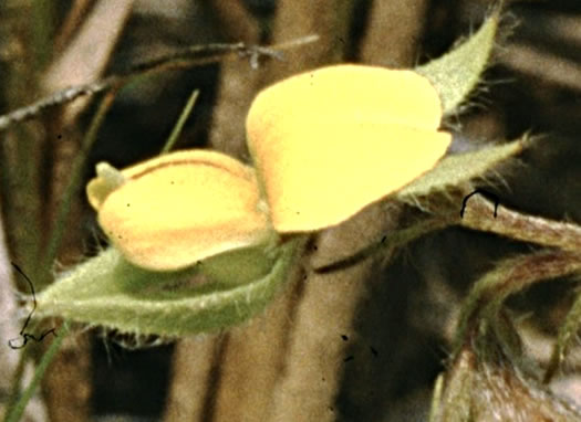 image of Crotalaria sagittalis, Arrowhead Rattlebox, Common Rattlebox