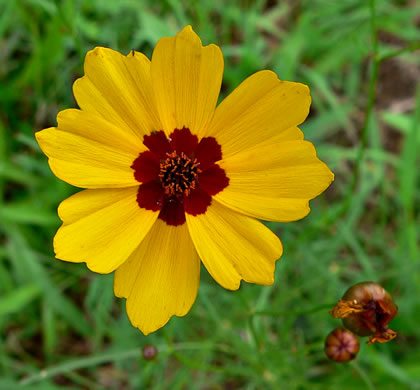 image of Coreopsis tinctoria var. tinctoria, Plains Coreopsis, Calliopsis, Garden Coreopsis, Golden Tickseed