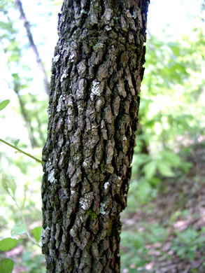 image of Crataegus visenda, Bristol Hawthorn