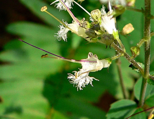 Collinsonia tuberosa, Tuberous Horsebalm, Stoneroot, Deepwoods Horsebalm