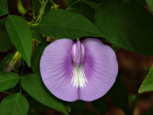 image of Centrosema virginianum, Climbing Butterfly-pea, Spurred Butterfly-pea