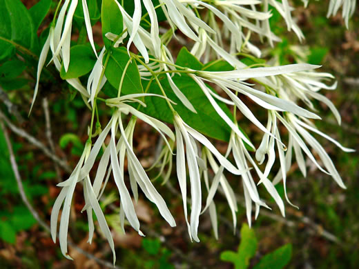 image of Chionanthus virginicus, Fringetree, Grancy Graybeard, Old Man's Beard, Grandsir-graybeard