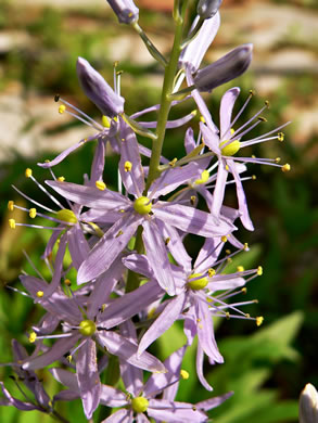 image of Camassia scilloides, Wild Hyacinth, Eastern Camas Lily, Quamash Lily