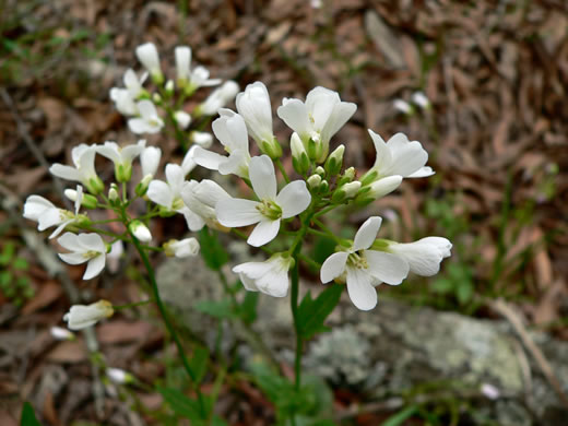 image of Cardamine bulbosa, Bulbous Bittercress, Spring Cress