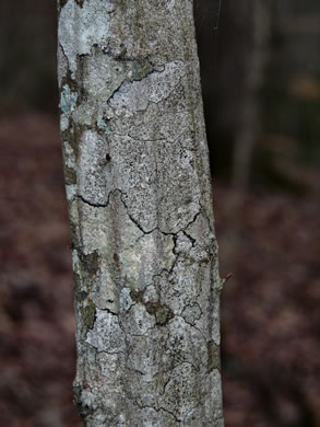 image of Carpinus caroliniana +, Musclewood, American Hornbeam, Blue-beech, Ironwood