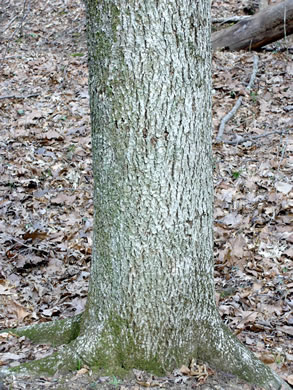 image of Carya cordiformis, Bitternut Hickory