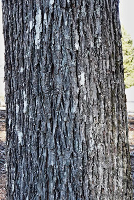 image of Carya glabra, Pignut Hickory