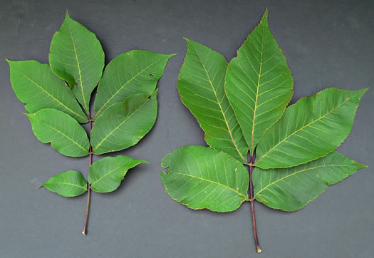 image of Carya ovalis, Red Hickory, Sweet Pignut Hickory