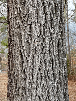 image of Carya tomentosa, Mockernut Hickory, White Hickory